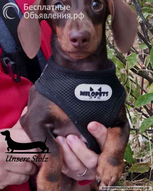 Такса кроличья гладкошерстная - шоколадный щенок