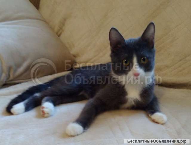 Кошечка в дар