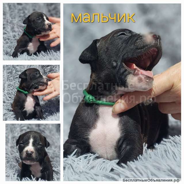 Перспективные щенки Американского питбультерьера