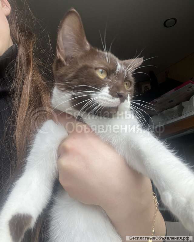 Отдам котенка