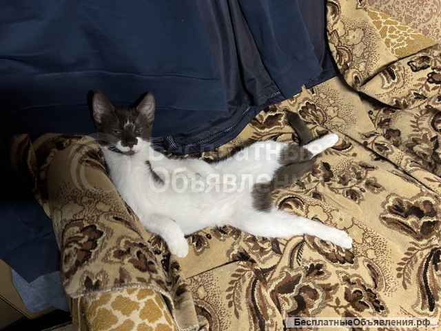 Отдам котенка