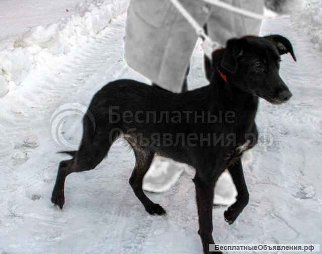 Собачка Джесси ищет дом и семью