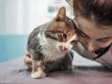 Маркиз, котик из Вашего детства в добрые руки