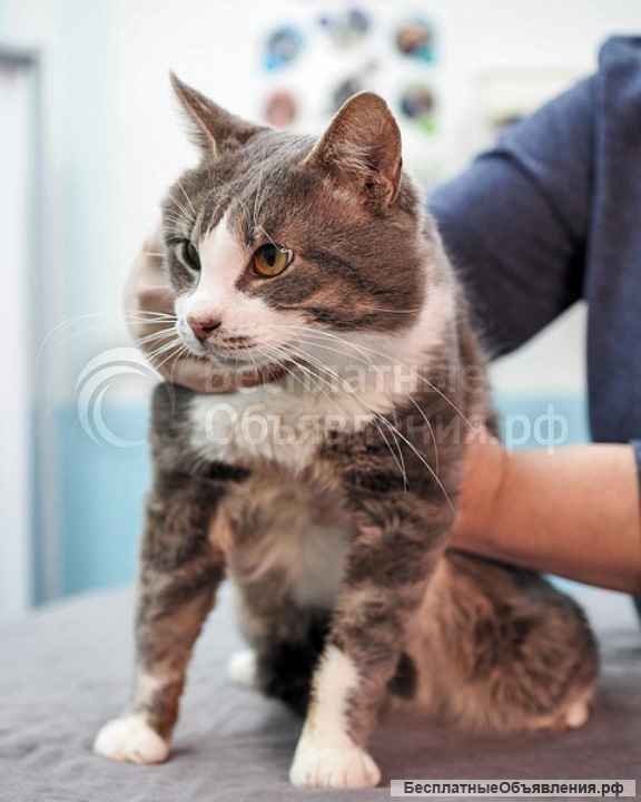 Маркиз, котик из Вашего детства в добрые руки
