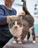Маркиз, котик из Вашего детства в добрые руки
