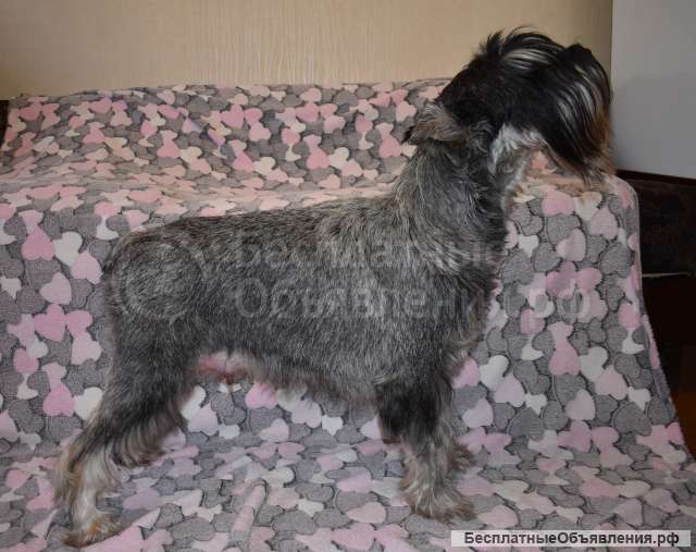 Щенки Миттельшнауцера