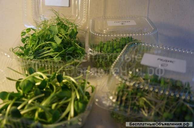 Микрозелень от произвдителя - опт и розница