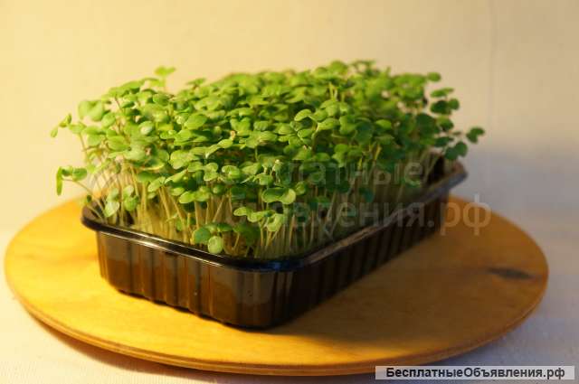 Микрозелень от произвдителя - опт и розница