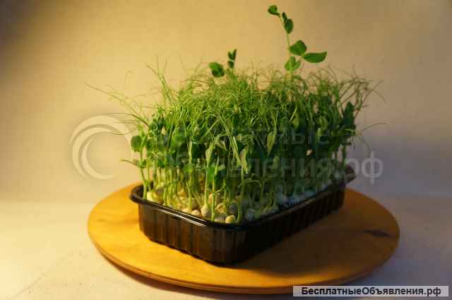 Микрозелень от произвдителя - опт и розница