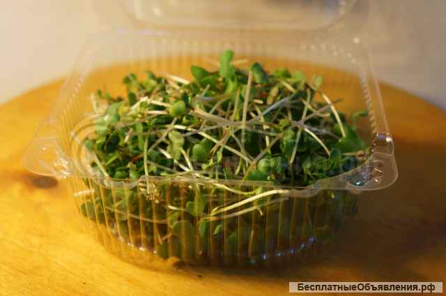 Микрозелень от произвдителя - опт и розница