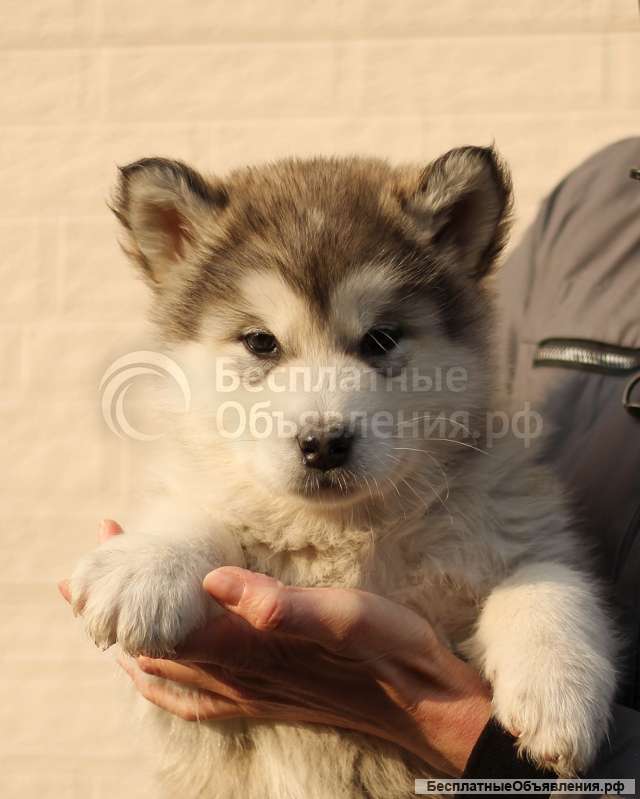 Щенки Аляскинского маламута