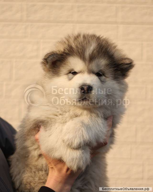 Щенки Аляскинского маламута