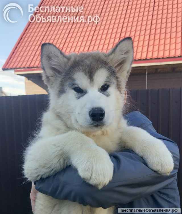 Щенки Аляскинского маламута