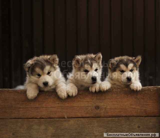 Щенки Аляскинского маламута