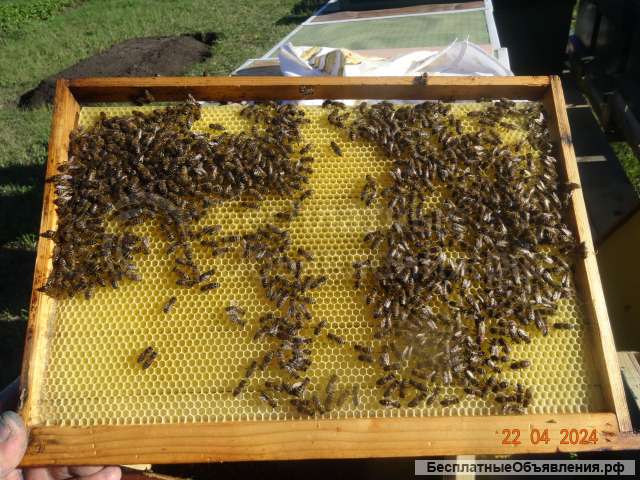 Пчелопакеты