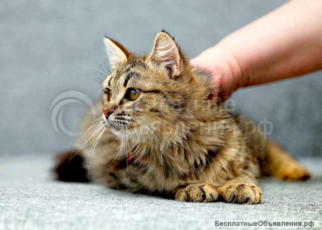 Красивые кошки в приюте