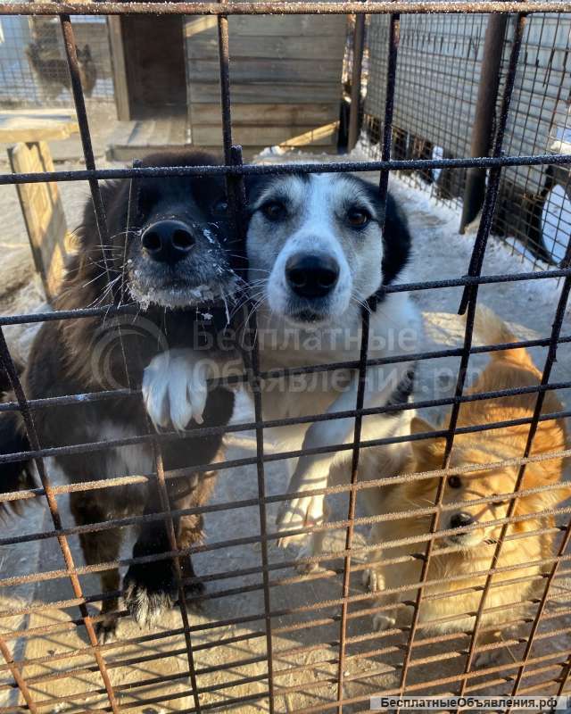 Приют для животных очень просит помощи у неравнодушных людей