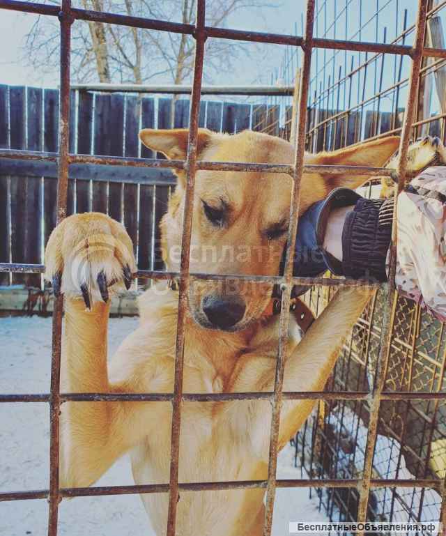 Приют для животных очень просит помощи у неравнодушных людей