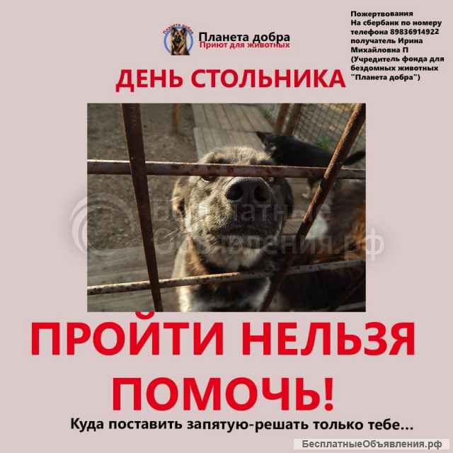 Приют для животных очень просит помощи у неравнодушных людей