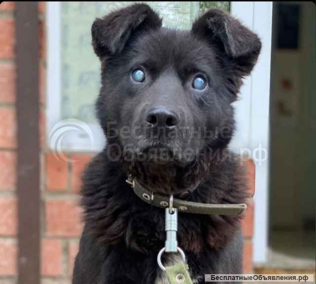 Приют для животных очень просит помощи у неравнодушных людей