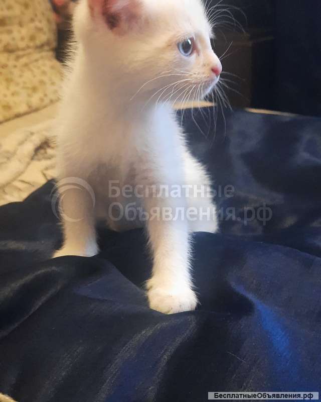 Отдам даром белую кошечку