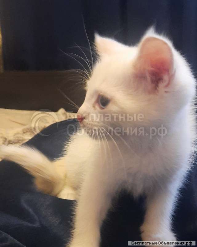 Отдам даром белую кошечку