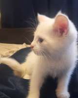 Отдам даром белую кошечку