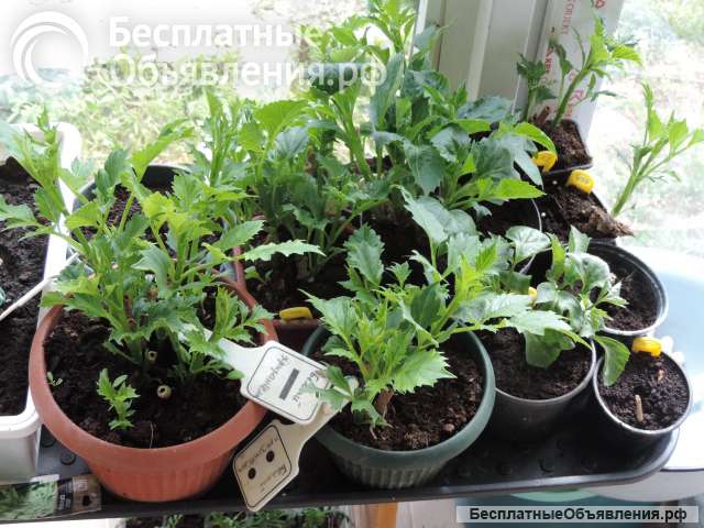 Георгины элитные