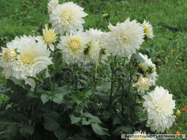 Георгины элитные