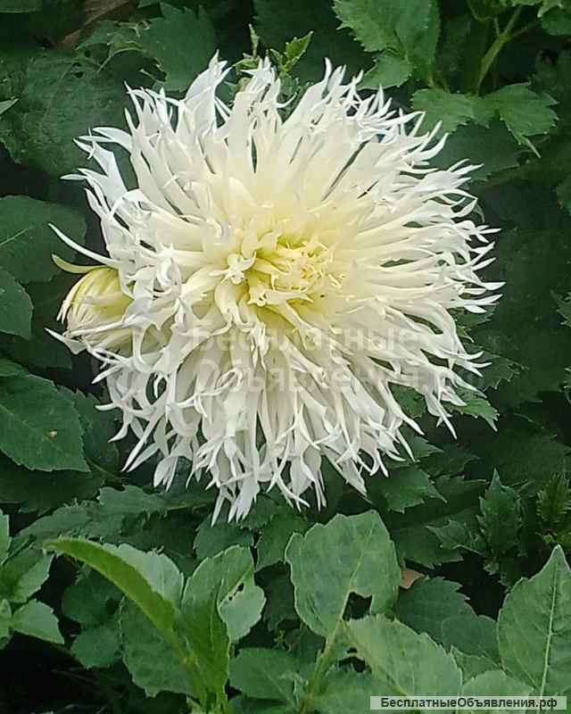 Георгины элитные