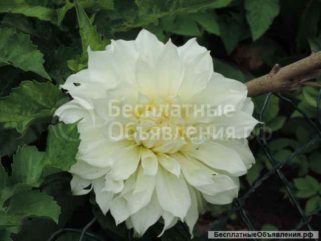 Георгины элитные