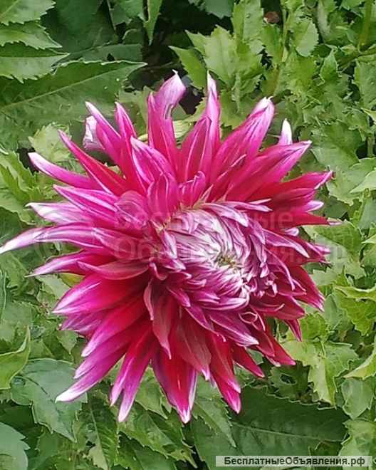 Георгины элитные