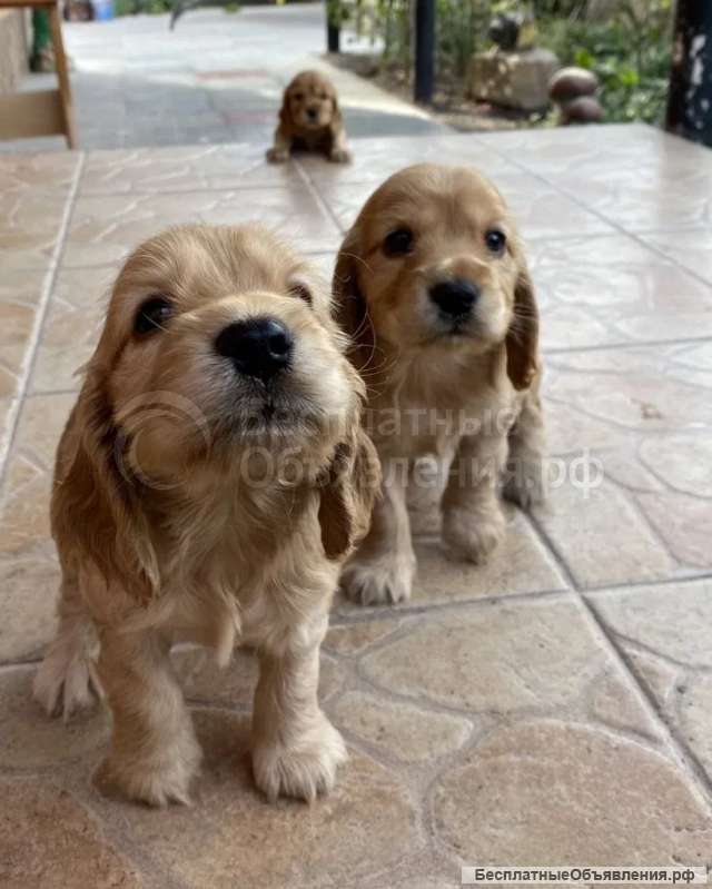 Щенки кокер спаниеля