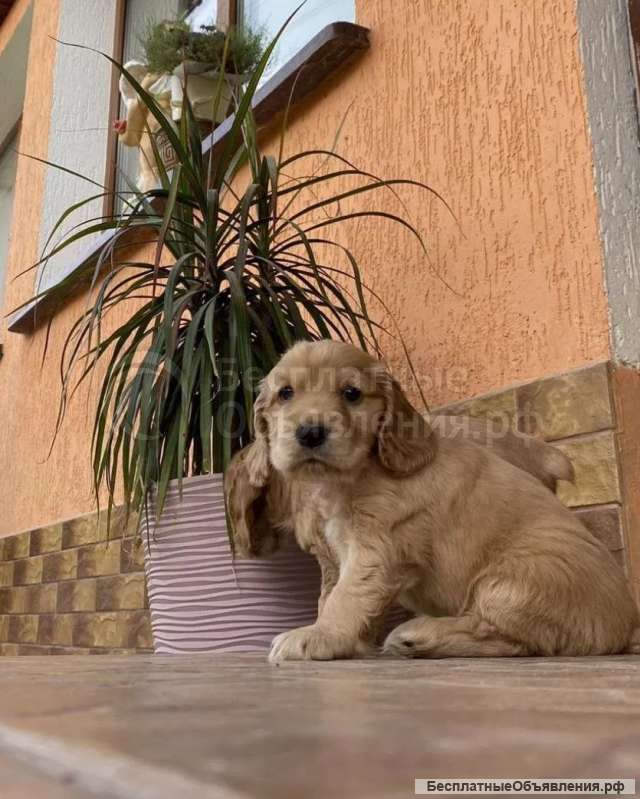 Щенки кокер спаниеля