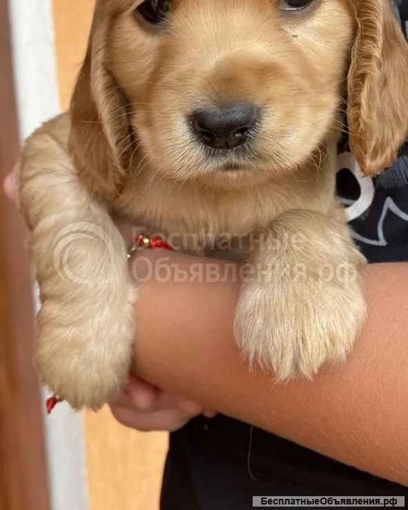 Щенки кокер спаниеля