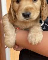 Щенки кокер спаниеля