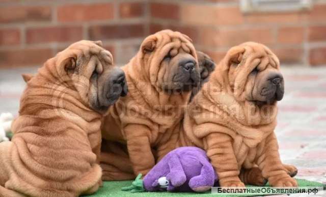 Щеночки чистокровного Шарпея