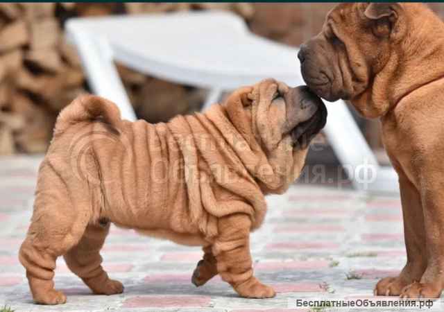 Щеночки чистокровного Шарпея