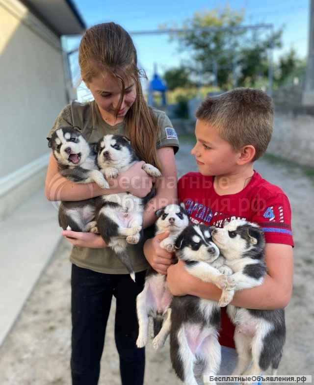 Щеночки хаски