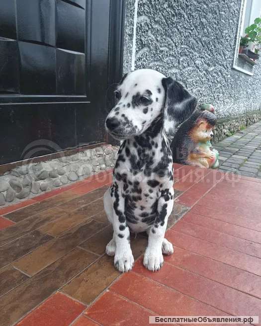Чистокровные щенки далматина