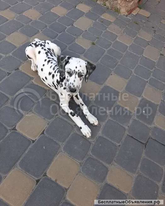 Чистокровные щенки далматина