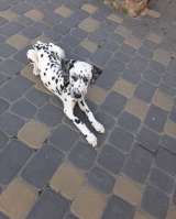 Чистокровные щенки далматина