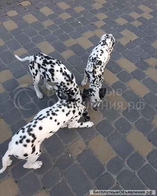 Чистокровные щенки далматина