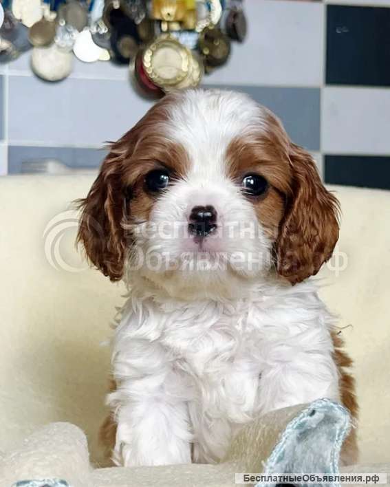 Щенки Кинг-Чарльз-Спаниель