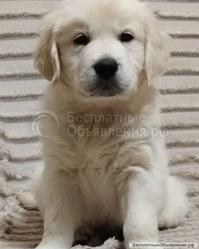 Щенки Золотистого Ретривера