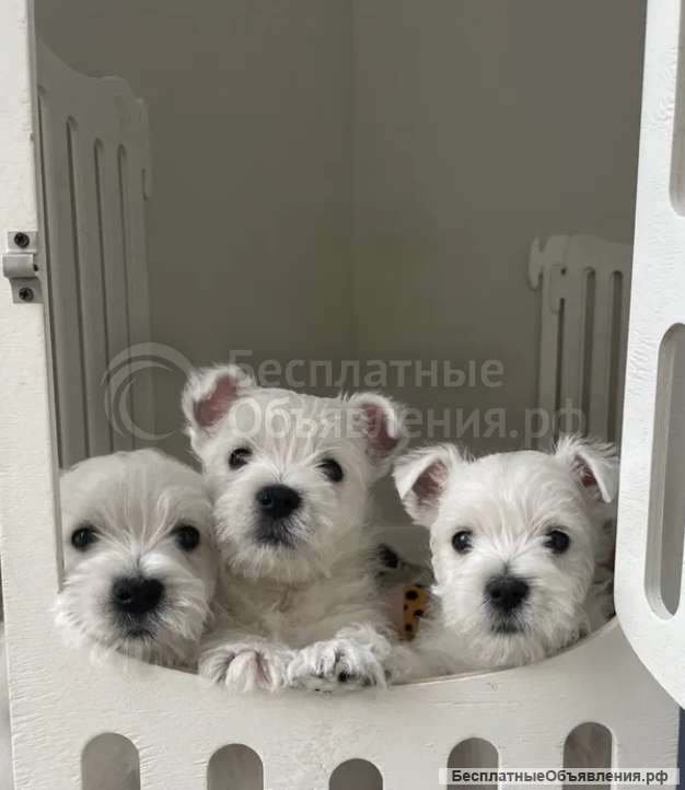 Щенки Вест Хайленд Вайт Терьер