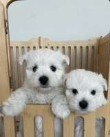 Щенки Вест Хайленд Вайт Терьер