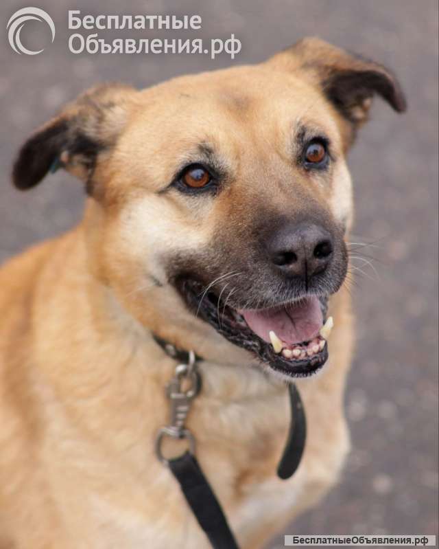 Хана: звезда, которая ждет своего часа