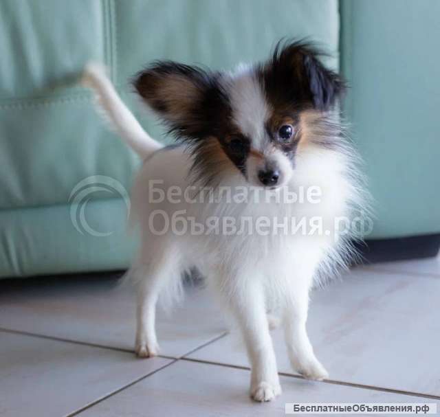 Щеночки чистокровные Папильоны