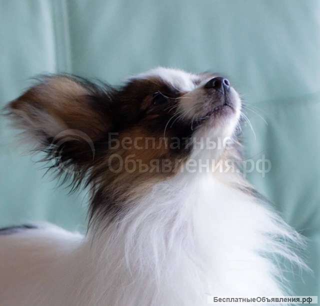 Щеночки чистокровные Папильоны